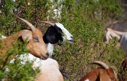 Profile of two goats