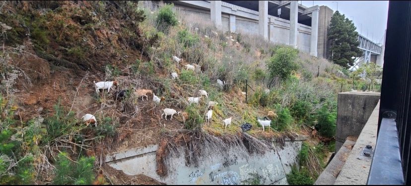 Goats clear brush near bay bridge