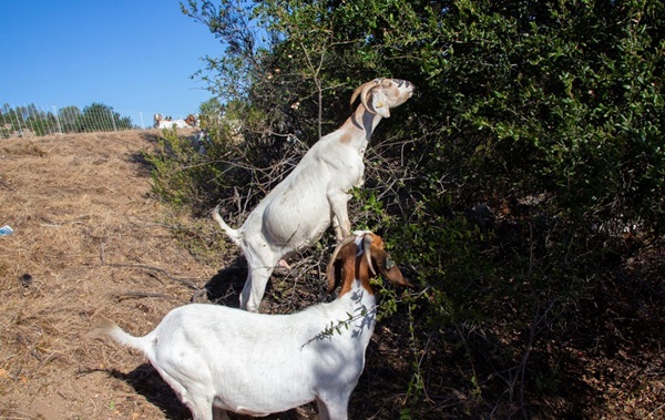 Goats feeding from bushes