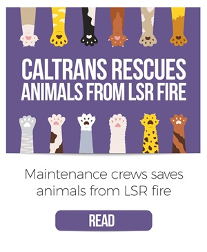 animal rescue grid image