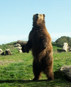 Big Bear Standing