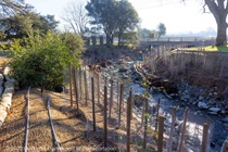 Photograph of the banks of Huichica Creek with creek restoration elements including plants; woody materials; and redwood root wads; which were installed along the stretch of the project.