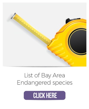 Tool Drawer Art for Endangered Species