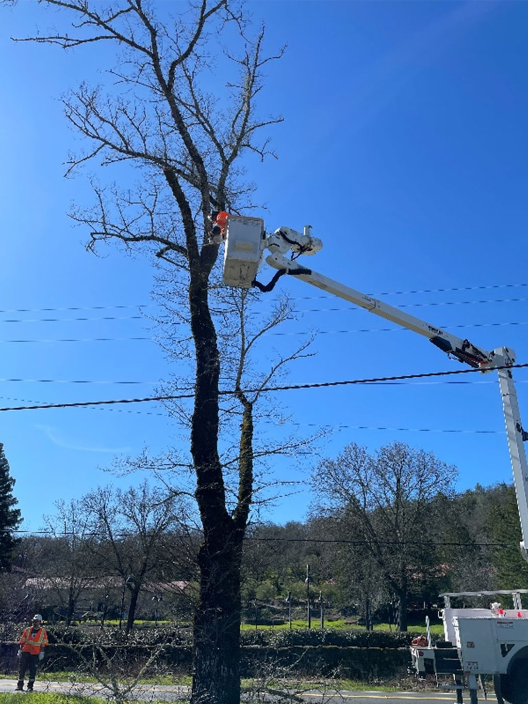 Caltrans crew working on the replacement of the famed "Tunnel of Elms" trees in St. Helena that are alongside both directions of SR-29 by the Beringer Vineyards.