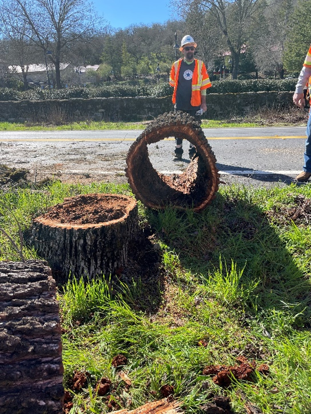 Caltrans worker standing in front of a removed tree that shows the decay of the trees as part of a replacement project of the famed "Tunnel of Elms" trees in St. Helena that are alongside both directions of SR-29 by the Beringer Vineyards.