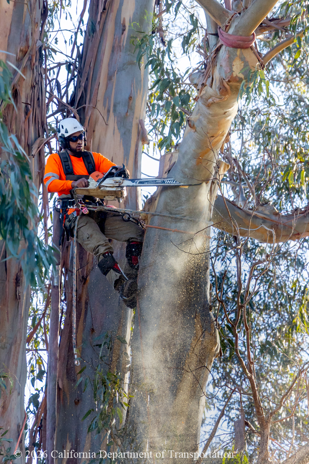 A tree specialist removes part of a large trunk of a eucalyptus tree.