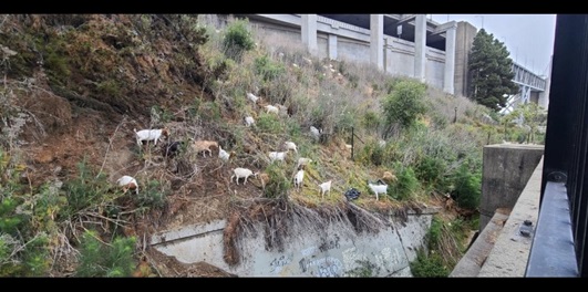 In May 2020, Caltrans brought goats to the Bay Bridge approach in San Francisco to eat the hard-to-reach brush on the steep slope.