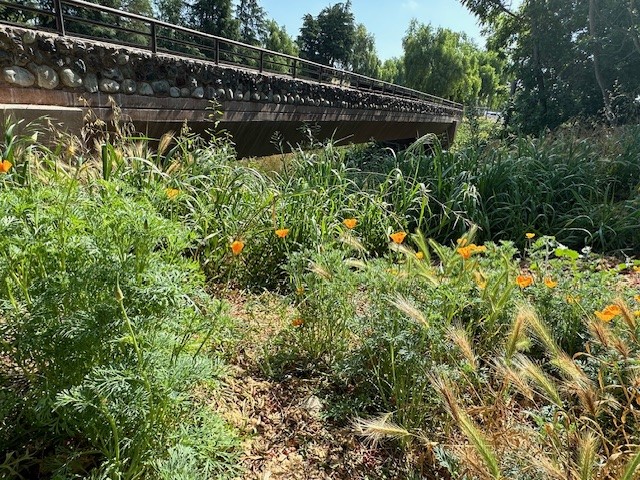 Photo on side of bridge showing California poppies and other native vegetation