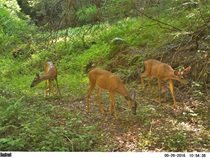 San Benito Deer Group 1
