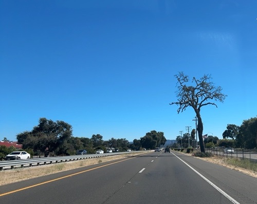 Paso Robles Tree off of US 101