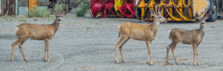 A photo of three mule deer in Mono County.