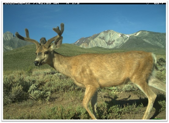 An undated picture of a deer photographed by a wildlife camera.