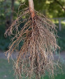 An example image of a healthy root ball