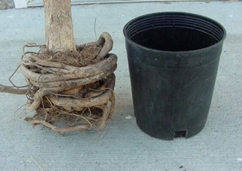 Image of a root bound plant that is unacceptable