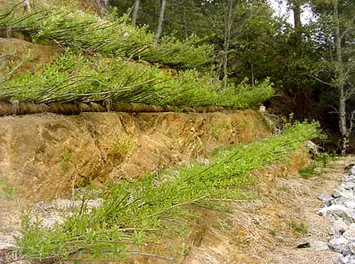 Erosion Control Toolbox: Stepped Slopes