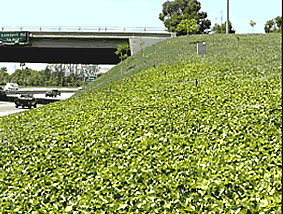 Photo of a green hillside covered in vegetation