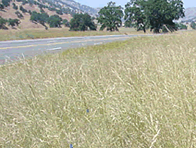 Photo of road with nearby flora