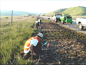 Construction workers planting native vegetation