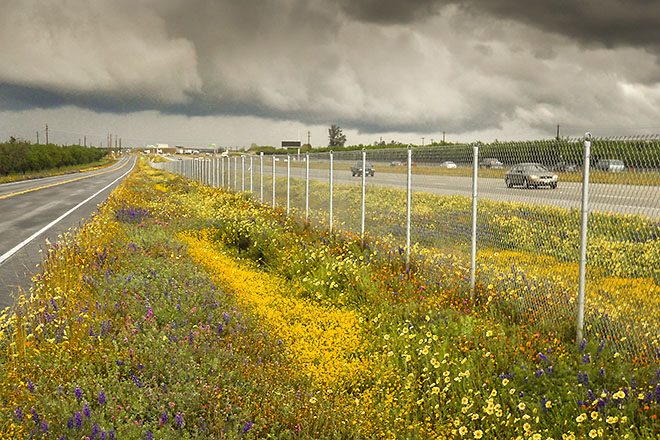 Preserve existing vegetation