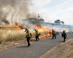 Thumbnail image of firefighters conducting a controlled burn