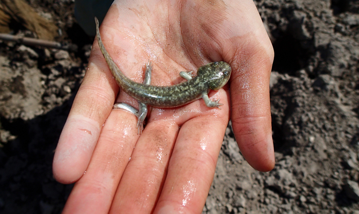 Photo showing a small salamander fitting in the palm of a person's hand.
