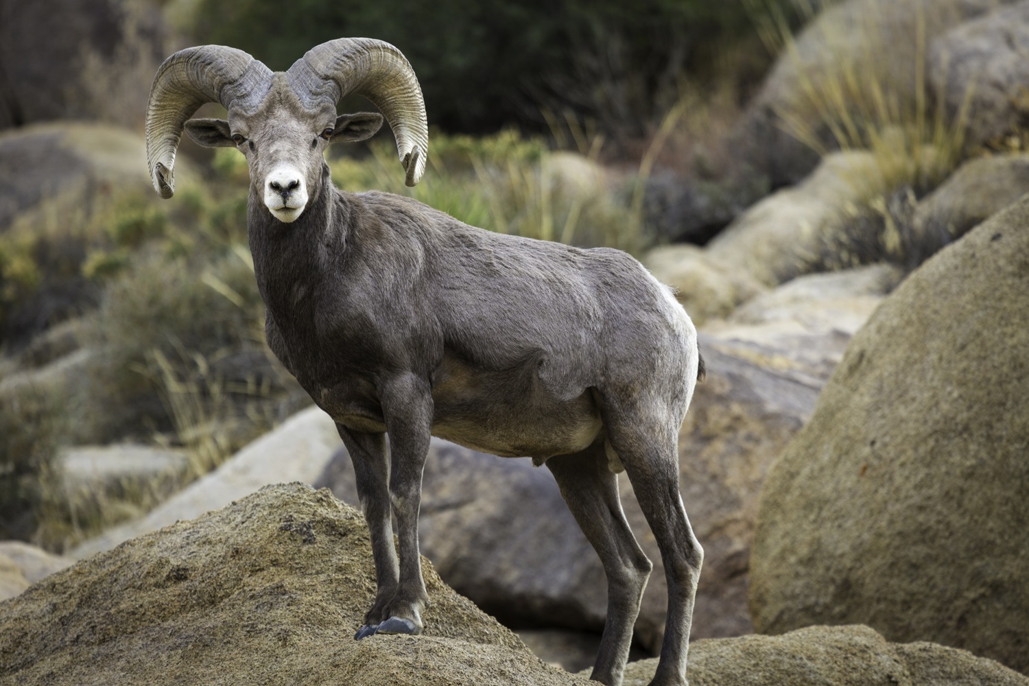 Photo of a Bighorn Sheep standing on hilly and rocky brush-covered terrain.