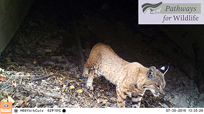 bobcat crosses under State Route 68 in Monterey County